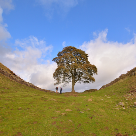 Sycamore Gap